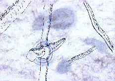 Fulumbar - Feuerfinger