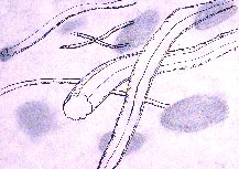 Magia Theruc - Magie sp�ren